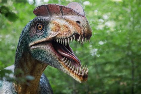 Dilophosaurus Animal Facts Dilophosaurus Wetherilli A Z Animals