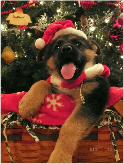 German Shepherd Puppy Dog Christmas Photos Christmas Dog Christmas