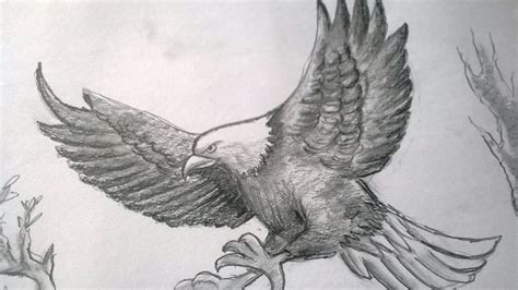 Pencil Drawing Of An Eagle Pencil Sketch Pencil Drawing Bipu Art