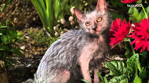 A Werewolf Cat Breed Exists And Its Awesome Werewolf Cat Cat Breeds