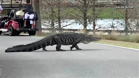 Monster Alligator In Florida Becomes Local Star
