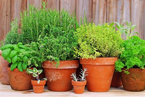 5 Fines Herbes Pour Le Balcon Jardinier Paresseux