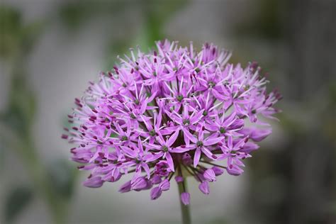 Best 6 Purple Perennial Flowers for Your Garden - Gardening Sun