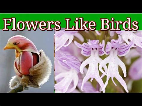 Flowers That Look Like Birds The Most Beautiful Blooms