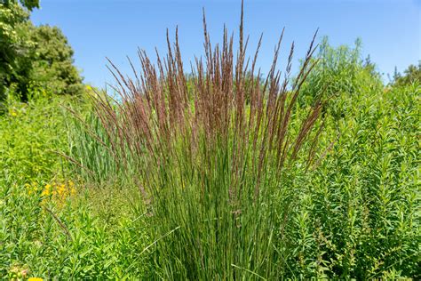 Calamagrostis Acutiflorax Karl Foerster Reitgras Karl Foerster