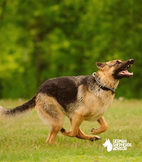 Are German Shepherds Hyper The Things You Need To Know Behavior