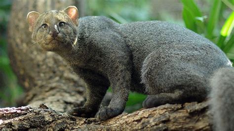 10 Gorgeous And Rare Wild Cats Nature Babamail