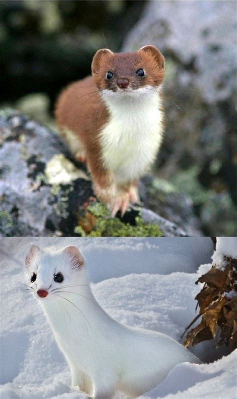 1000 Images About Ermine And Weasels Make Me Happy On Pinterest