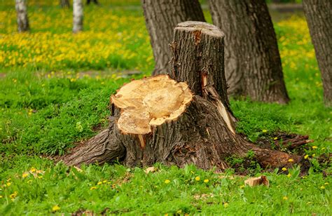 Tree Stump Grinding Vs Stump Removal Five Star Tree Services