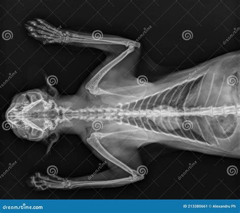 Cat X Ray Cat Chest Thorax X Ray Thorax Ventral View Stock Image