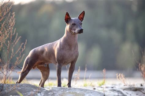 Xoloitzcuintli Dog Breed Characteristics And Care