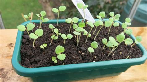 How To Transplant Seedlings Follow Our Step By Step Guide Gardeningetc