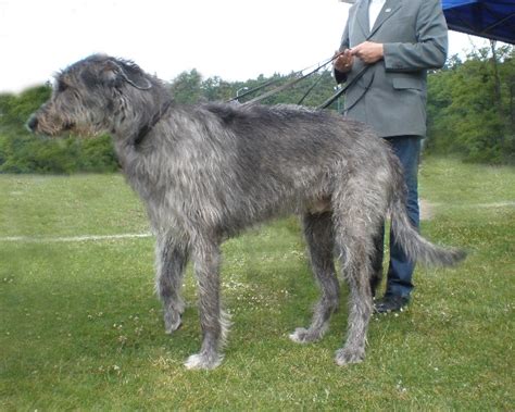 59 Best Images About Irish Wolfhounds On Pinterest