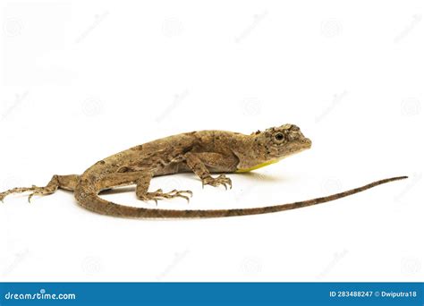 Flying Dragon Or Flying Lizard Draco Volans Isolated On White