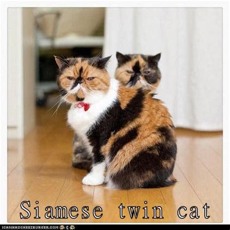 Siamese Twin Cat Lolcats Lol Cat Memes Funny Cats