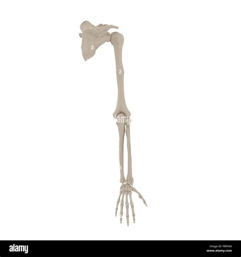 Human Arm Bone Anatomy Snb3veevhkhhtm Ahfonumessrt