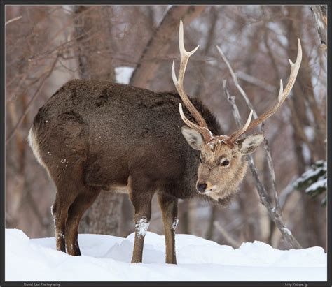 David Lee Photography Sika Deer Stag Hokkaido Winter Wildlife Photo