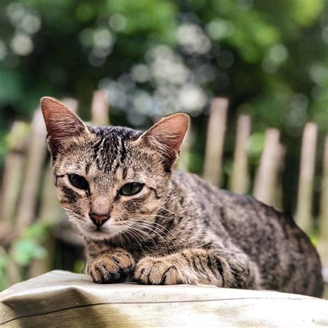 Can Cats Eat Peanut Butter #CatsThatStaySmall | Why do ...