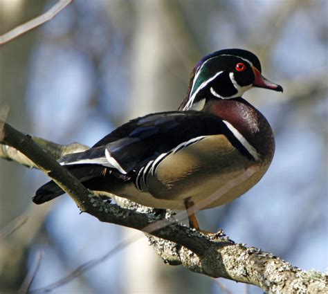 State Waterfowl Of Mississippi Wood Duck