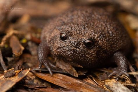 13 Grumpy Black Rain Frog Facts Fact Animal