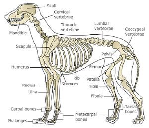 Avoid feeding large, dense leg bones, or long rib bones. Lap of Love Veterinary Hospice: Arthritis and Bone Cancer Pain in Dogs and Cats