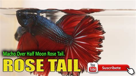 Male Over Half Moon Rose Tail Macho Bettas Colección Hinojosa Youtube