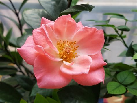 Gambar Alam Menanam Daun Bunga Berwarna Merah Muda Flora Tanaman