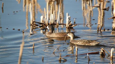 2015 Breeding Duck Survey Ndgnf Youtube