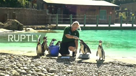 Uk Annual Weigh In For The Animals At London Zoo Youtube