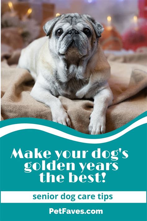 Senior Dog Care Tips To Make Your Dogs Golden Years The Best