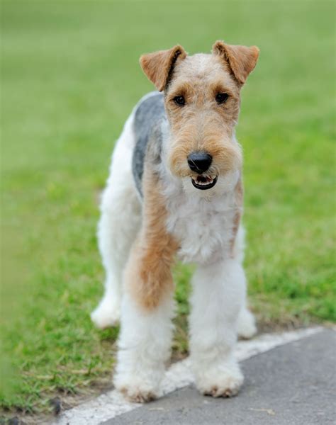 Are Wire Fox Terrier Good With Kids