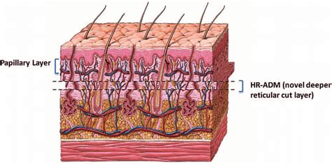 Papillary Layer And Reticular Layer Of Dermis