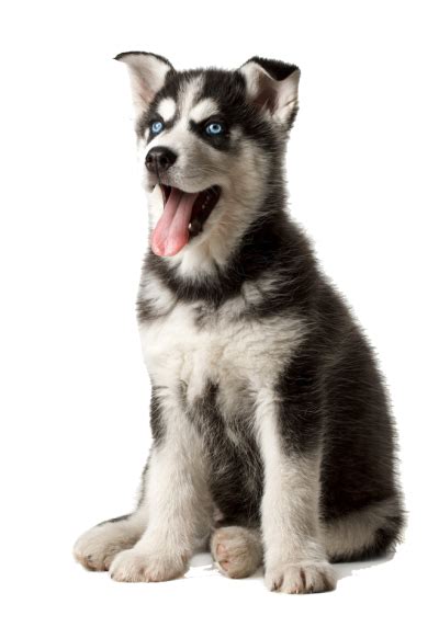 Download High Quality Puppy Clipart Husky Transparent Png Images Art