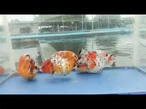 My Lovely Calicos Ranchu Part 6 YouTube