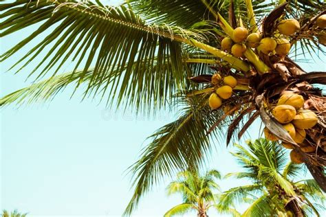 Las Palmeras Del Coco Y El Coco Dan Fruto En La Costa Tropical Imagen