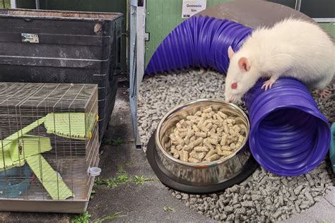 Rspca Appeal For Information After Pet Rats Dumped In Newcastle