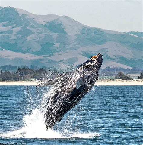 Jumping For Joy The Incredible Moment Humpback Whale Leaps From The
