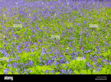 Bluebells In English Garden Hi Res Stock Photography And Images Alamy