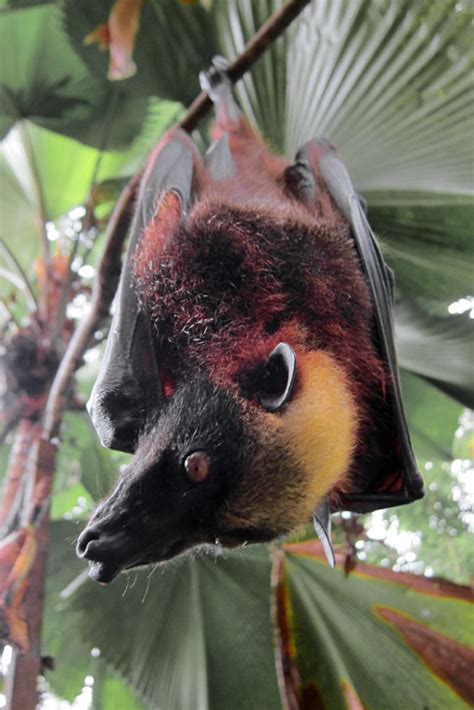 Bats Of The Philippines A Little Different Bat Conservation And Rescue