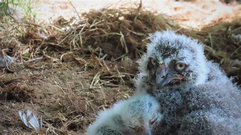 Seneca Park Zoo Welcomes Snowy Owl Babies