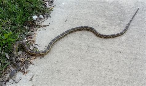 Texas Rat Snake Or Something Worse Rreptiles