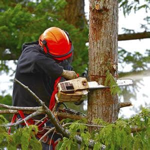 Do lumber companies cut down trees for free? Cost of Large Tree Removal - Calculate 2020 Prices Here!
