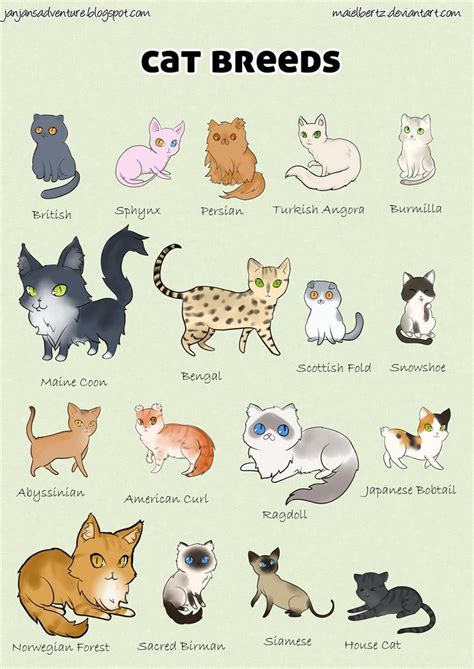 All Cat Breeds Photos Pets Lovers