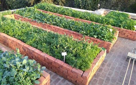 Learn How To Grow Your Own Garden Vegetable Patch With