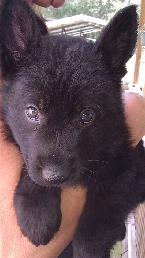 Oh My All Black German Shepard Puppy Looks Just Like My Dog That