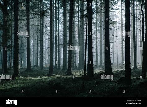 Mysterious Dark Forest Hi Res Stock Photography And Images Alamy