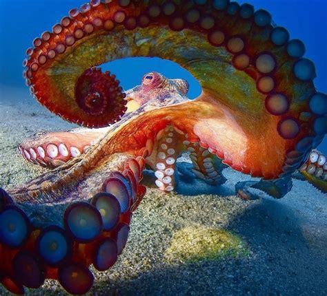 Octopus Dance 💃💎 📷 Grnsub Tag A Octo Lover👍🏾 Beautiful Sea