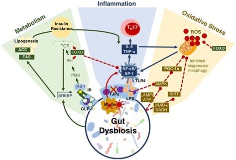 Model Of Mechanisms Of Gut Microbiota Host Communication Influencing