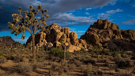 Joshua Tree National Park Right After Sunrise Was A Good Time To Go