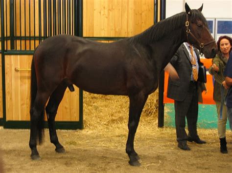 Italian Trotter Horse Breed Information History Videos Pictures